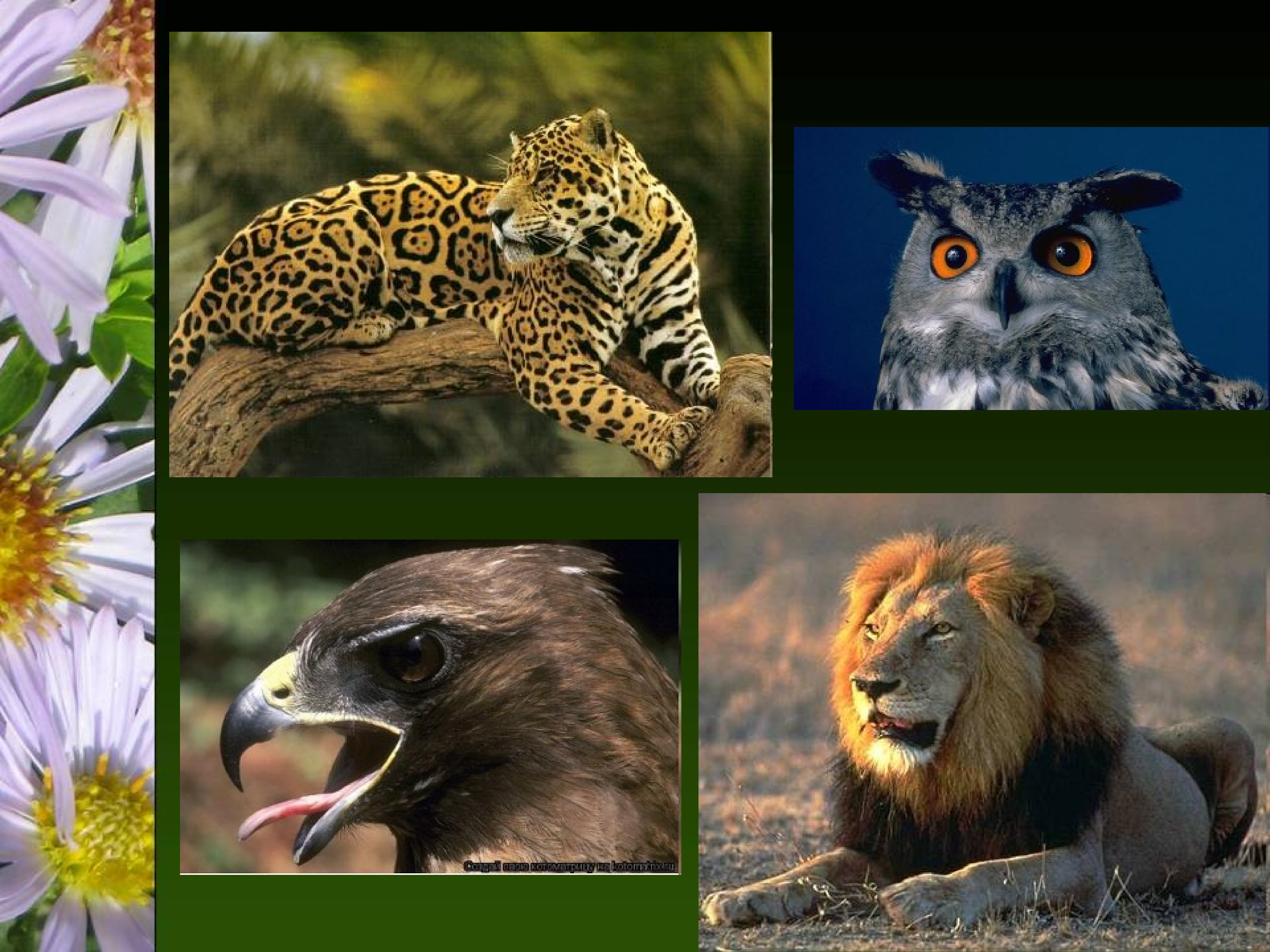 Хищничество примеры животных и растений. Хищные растения и животные. Отношения между животными в природе. Примеры хищников животных и растений. Взаимосвязи животных в природе.