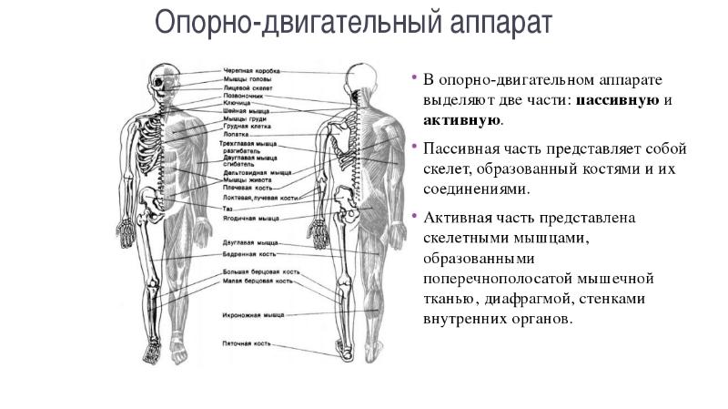 Опорно двигательный аппарат человека презентация