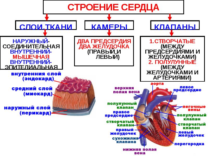Кровь движется из предсердий в желудочки. Сердце строение и функции. Таблица строение сердца 8 класс биология. Строение сердечной мышцы анатомия. Строение сердца таблица 8 класс.