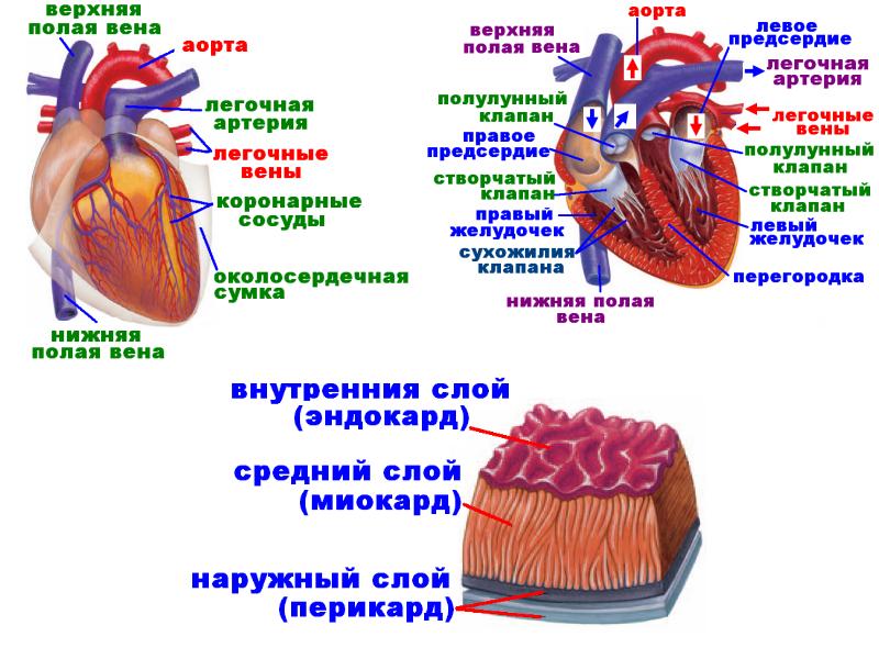 Кровеносная система презентация