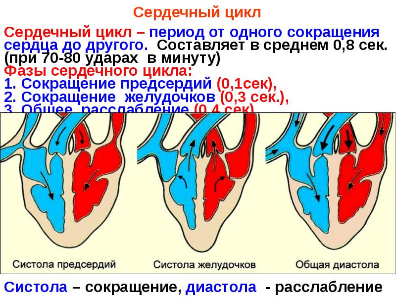 Сердечный цикл. Сердечный цикл лягушки. Понятие сердечного цикла. Фазы сердечного цикла лягушки. Сердечный цикл начинается с сокращения.