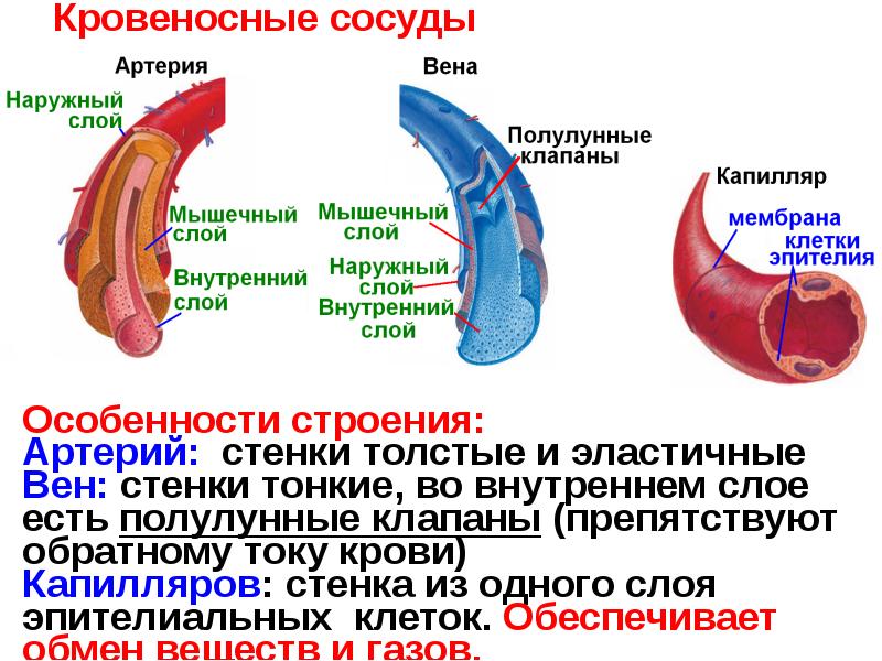 Полулунные клапаны в вене. Полулунные клапаны особенности строения. Полулунные клапаны препятствуют. Полулунные клапаны, препятствующие обратному току крови находятся. Наличие обратного тока крови.