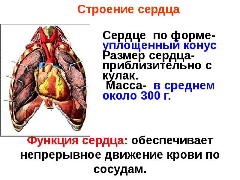 Сердце функции. Функции сердца. Функции сердца человека. Функции сердца кратко. Функция сердца в организме человека кратко.