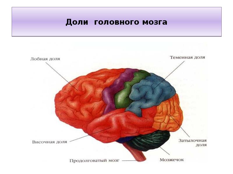 Части мозга и за что они отвечают картинка