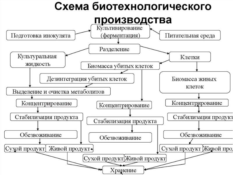 Общая схема биотехнологического производства