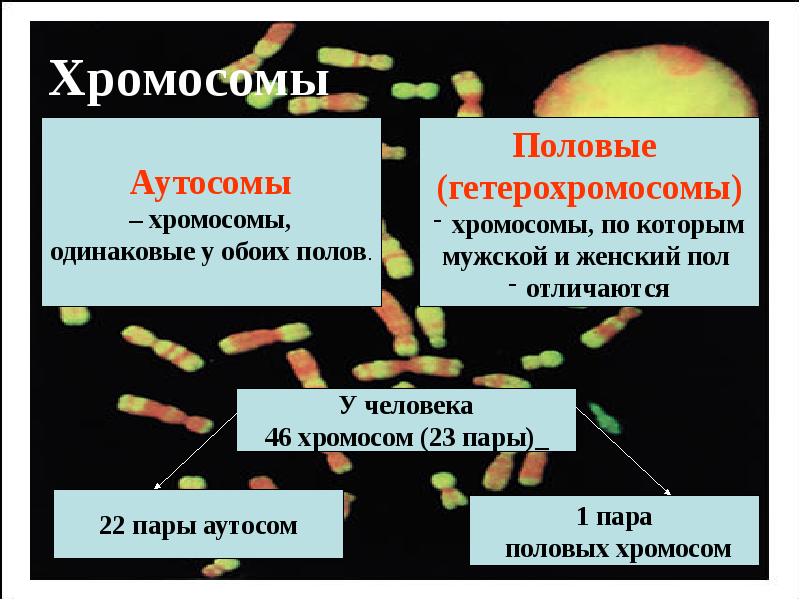 Генетика пола 10 класс презентация по биологии