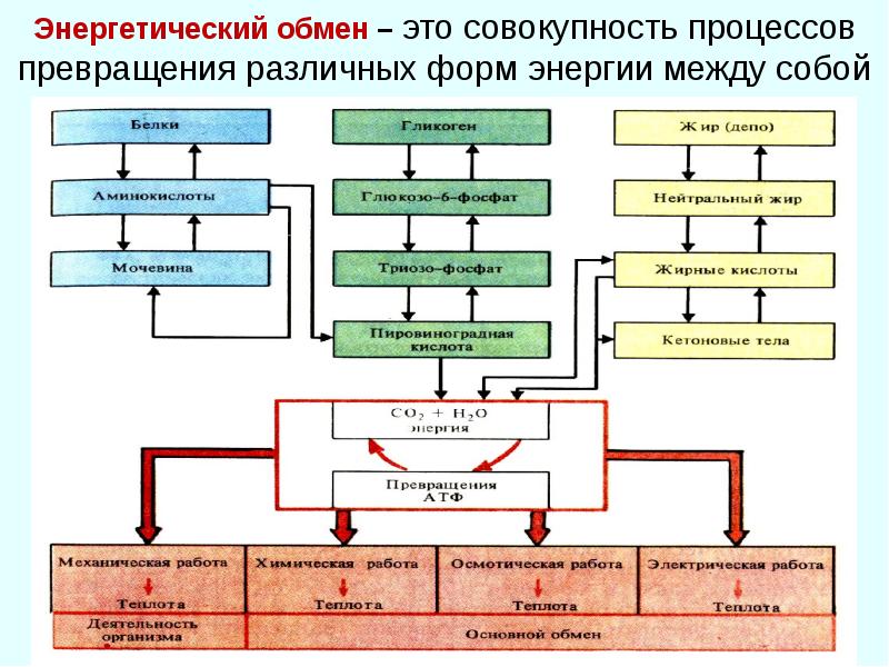 Энергетический обмен веществ презентация