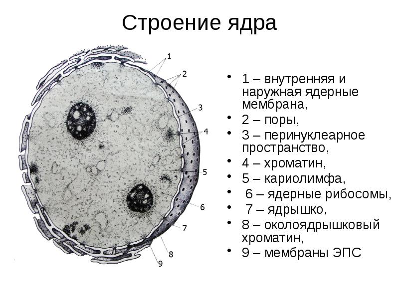 Цитология презентация 9 класс