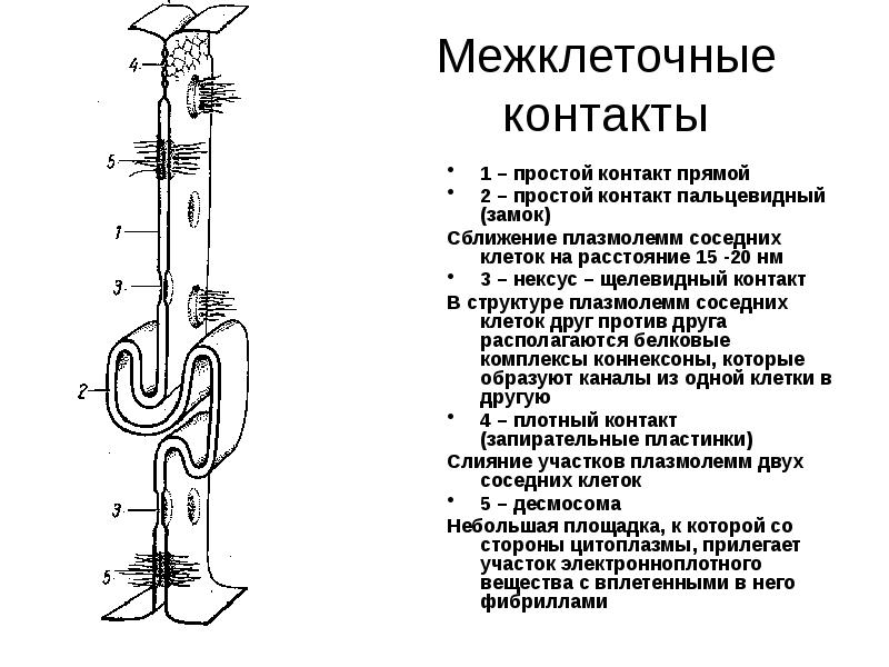 Схемы строения межклеточных контактов разных типов. Межклеточные соединения (контакты). Типы межклеточных соединений. Строение межклеточных контактов.