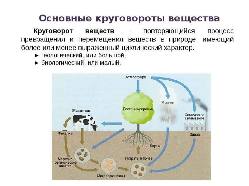 Круговорот азота схема рисунок