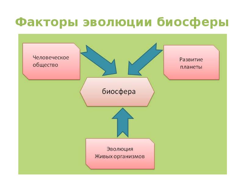 Основные этапы развития биосферы презентация