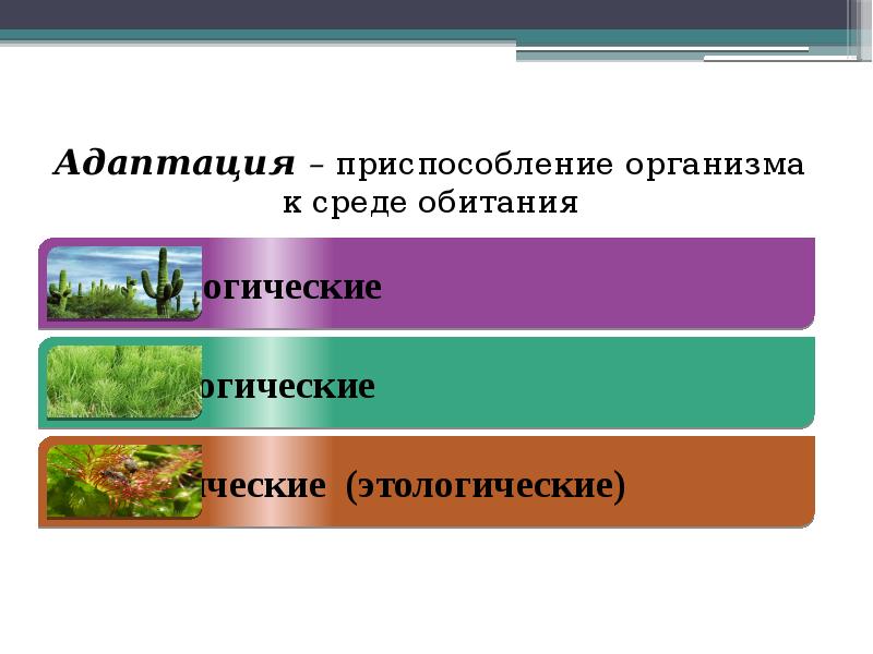 Основы экологии 9 класс. Основы экологии.