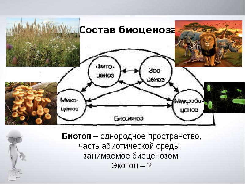 Продуктивность биоценоз. Экотоп и биотоп презентация. Абиотическая часть биоценоза. Состав и особенности биотопа. Биотоп и Экотоп это в экологии.