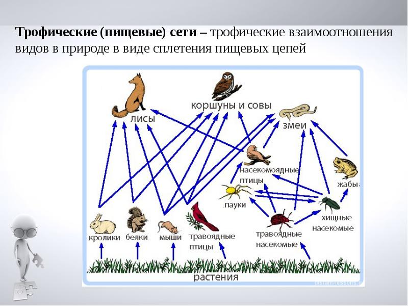 Презентация по биологии 7 класс цепи питания