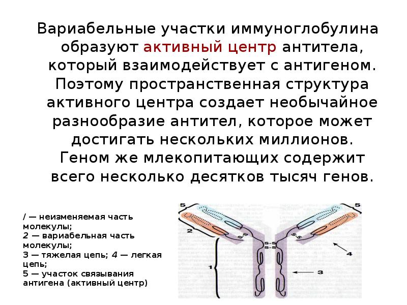 Перестройка генома в онтогенезе презентация 10 класс