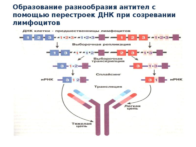 Перестройки генома в онтогенезе презентация