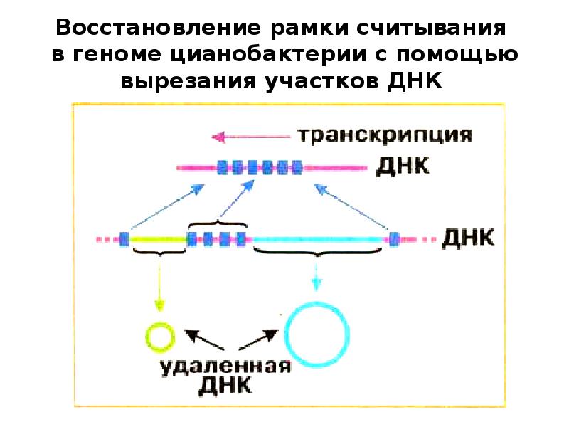 Перестройка генома в онтогенезе презентация 10 класс