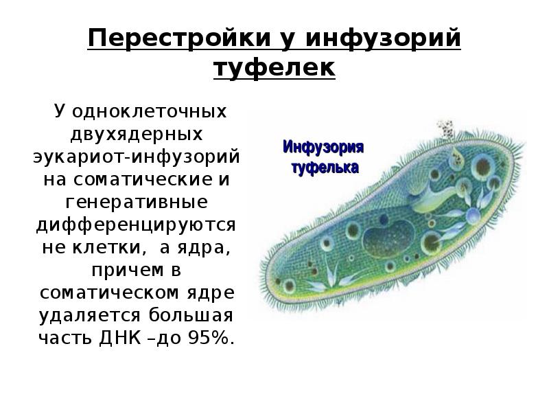 Перестройка генома в онтогенезе презентация 10 класс