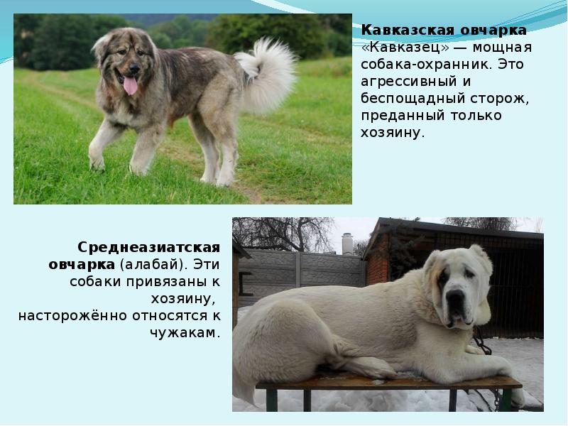 История кавказской овчарки