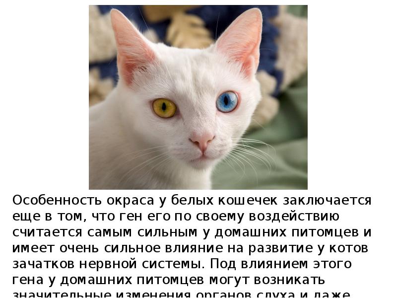 влияние цвета на восприятие человека. приспособительные особенности строения. особенности окраса. бенгальская короткошерстная бенгал. психологическое восприятие цветов.