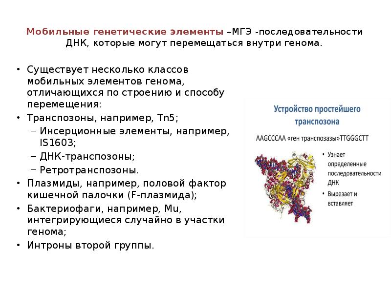 Перестройка генома в онтогенезе презентация 10 класс