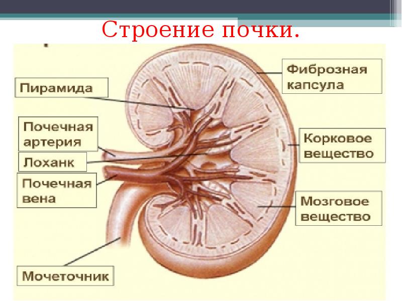 Презентация топография почек