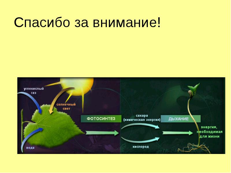Появление фотосинтеза эра. Фотосинтез. Схема процесса фотосинтеза. Фотосинтез у высших растений. Фотосинтез это в биологии.