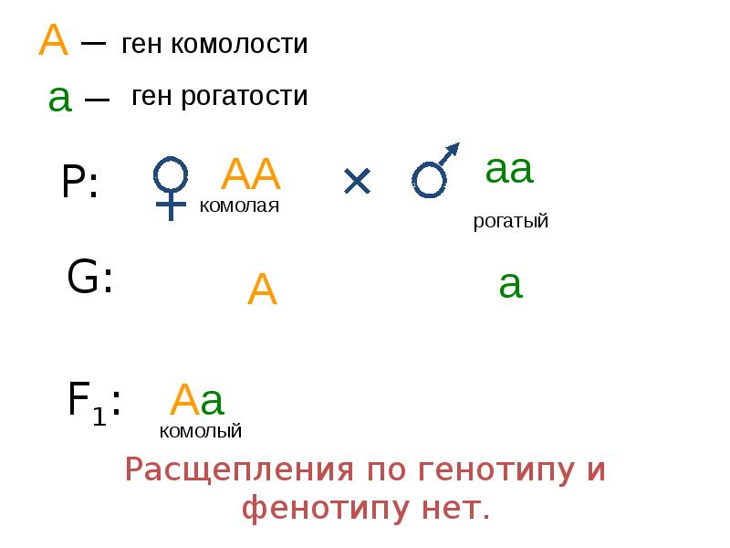Генотип и фенотип 10 класс. Генотип и фенотип 10 класс