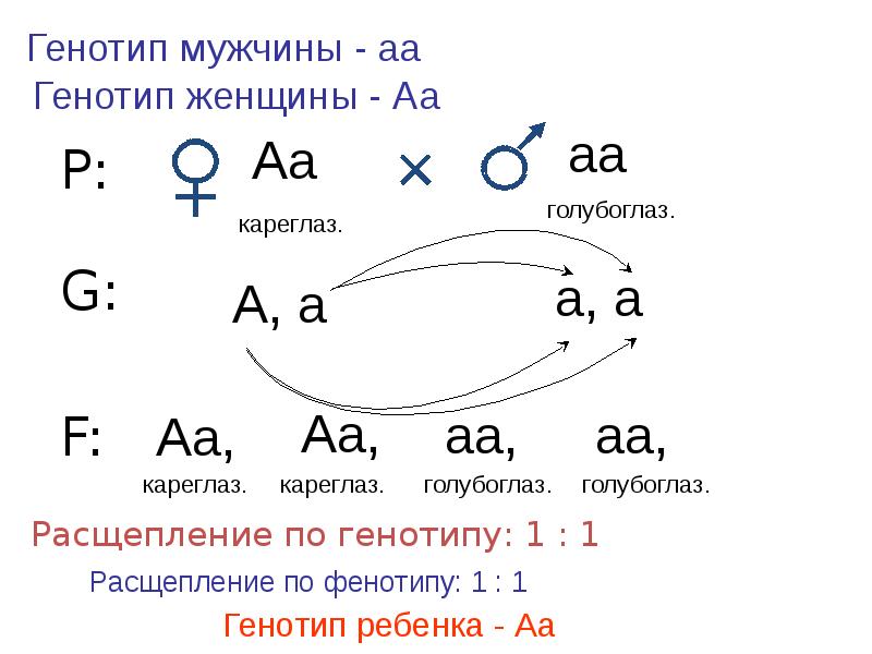 Генотип фенотип аллельные гены