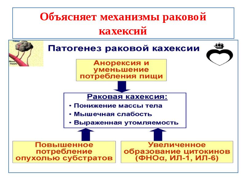 Схема патогенеза раковой кахексии патофизиология