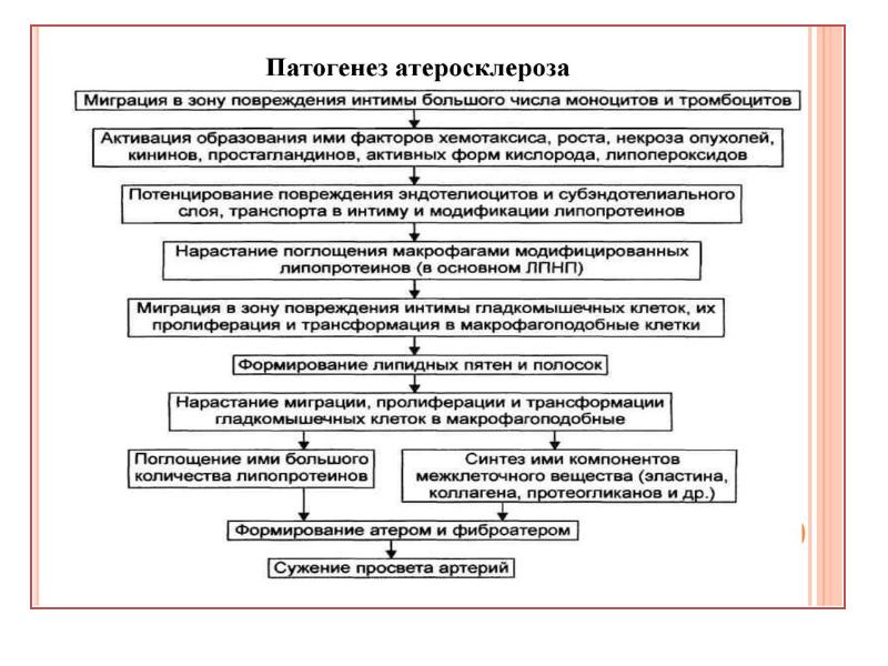 Схема патогенеза стресса