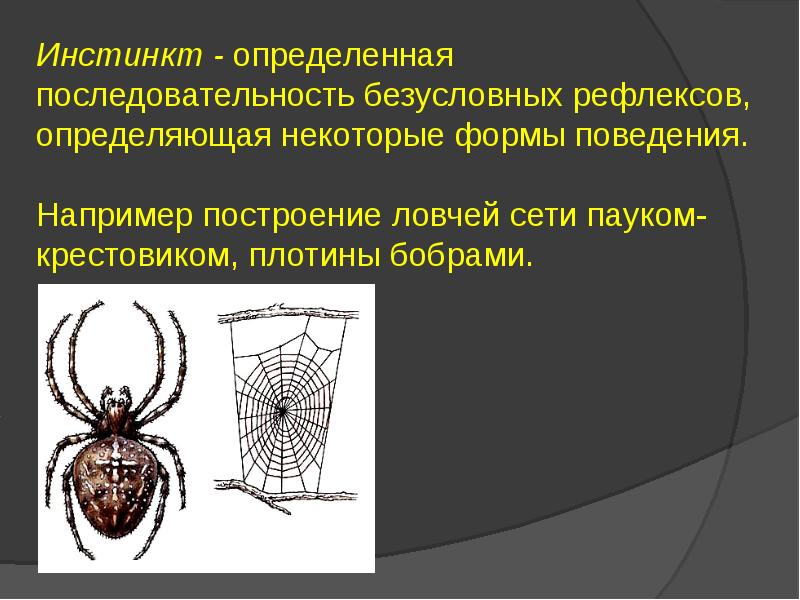 Высшая нервная система презентация