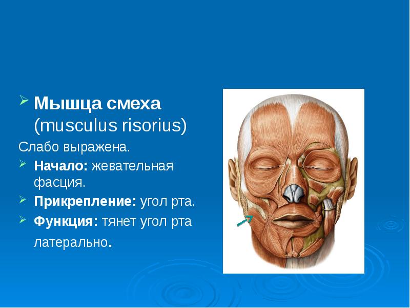 Мышцы угла рта. Мышца смеха начало прикрепление функции. Скуловая мышца мышца смеха.