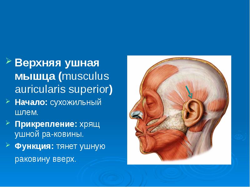 Начни верхний. Передняя верхняя и задняя ушные мышцы. Верхняя ушная мышца (m. auricularis Superior). Передняя ушная мышца начало прикрепление функции.