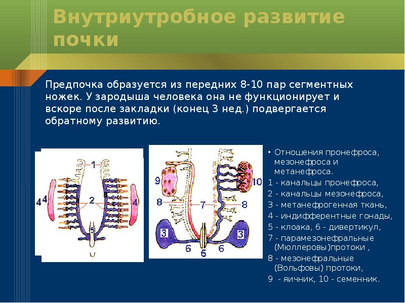 Аномалии развития мужских половых органов презентация