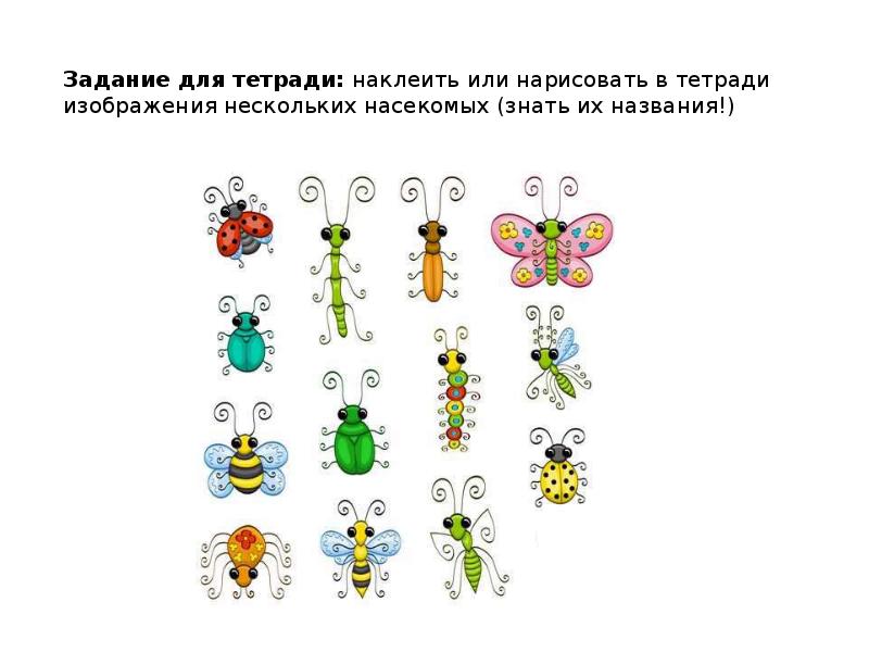 Презентация с заданиями для дошкольников насекомые