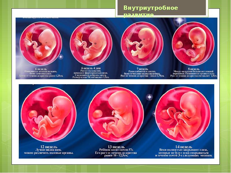 Внутриутробное развитие организма развитие после рождения. Внутриутробное развитие. Внутриутробный период развития ребенка. Периоды внутриутробного развития плода. Этапы внутриутробного развития.