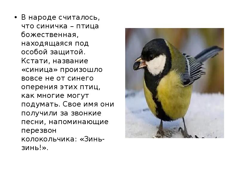 Как пишется синица. Синица доклад 1 класс. Синичка происхождение названия. Почему птицу назвали синицей. Синица фото и описание для детей.