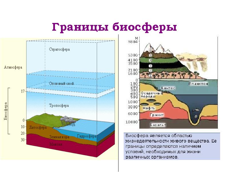 Охрана биосферы презентация