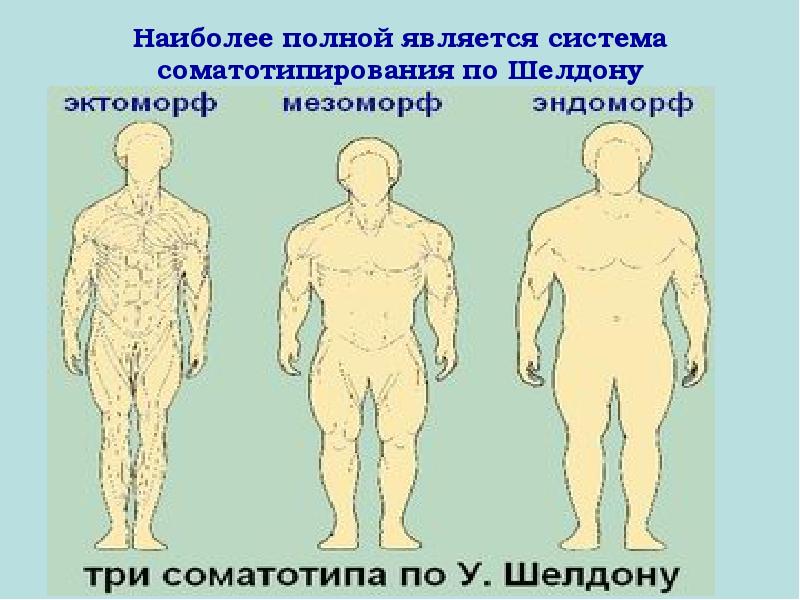 Наиболее полно. Соматотипирование по Шелдону. Схемы соматотипирования. Самототипирование шлдон. Соматотипирование по Черноруцкому.