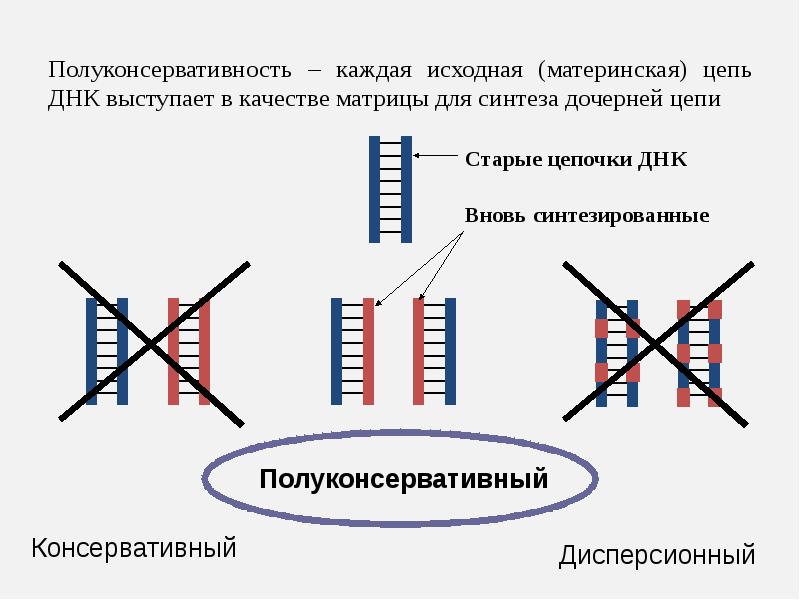 Законы генетики презентация