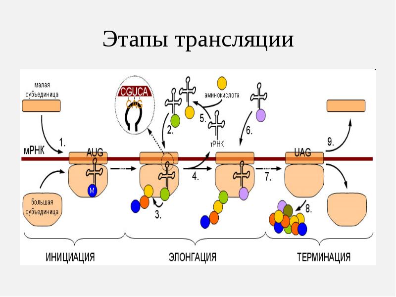 Основы генетики презентация