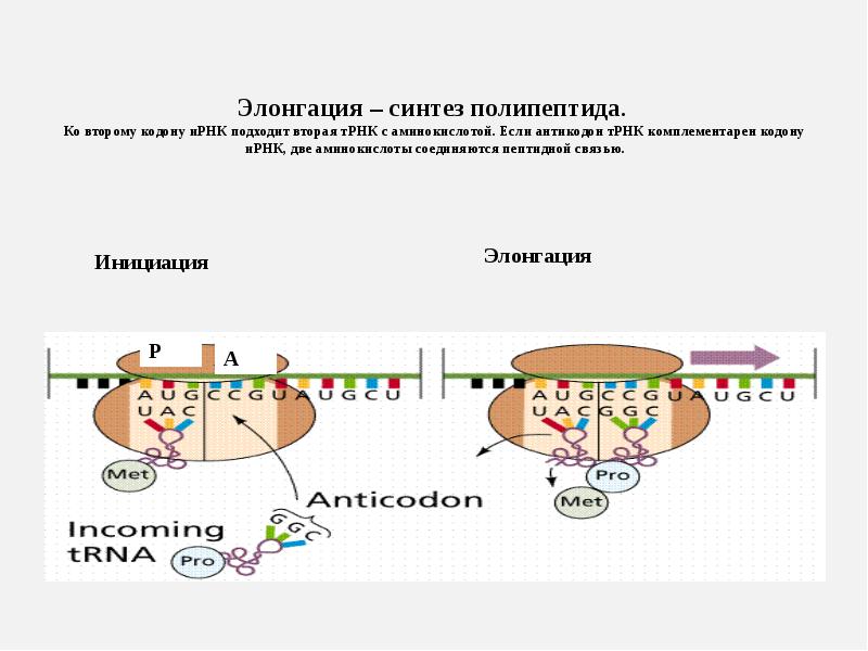 Антикодоны трнк комплементарны