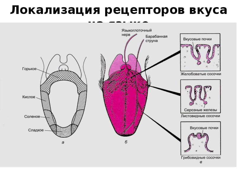 Рецепторы языка человека схема