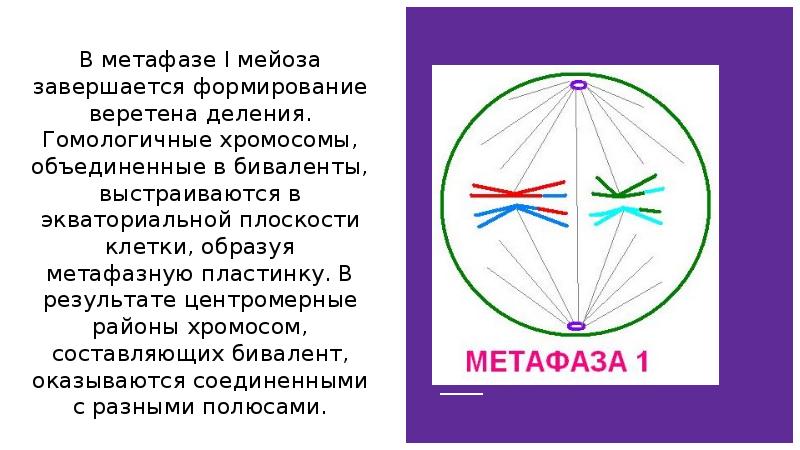 Образование веретена деления. Прометафаза метафаза Веретено деления. Метафаза митоза схема. Метафаза метафазная пластинка. Метафаза митоза и мейоза.