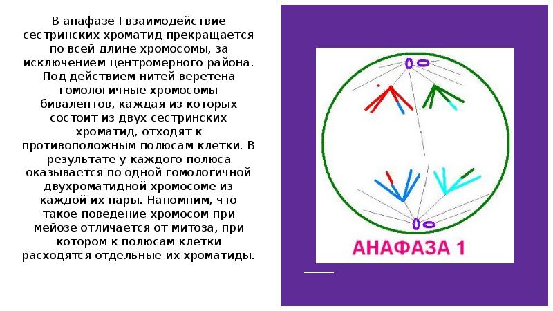 Мейоз анафаза 2 набор хромосом. Мейоз сестринские хроматиды. Анафаза. Сестринские хроматиды митоз. Анафазе сестринские хроматиды.