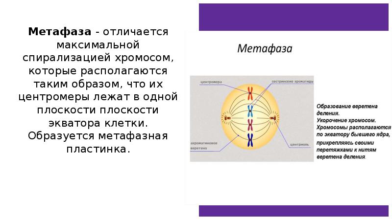 Д спирализация хромосом. Метафазная пластинка метафаза 1. Метафазная пластинка образуется в. Набор хромосом в метафазе митоза.