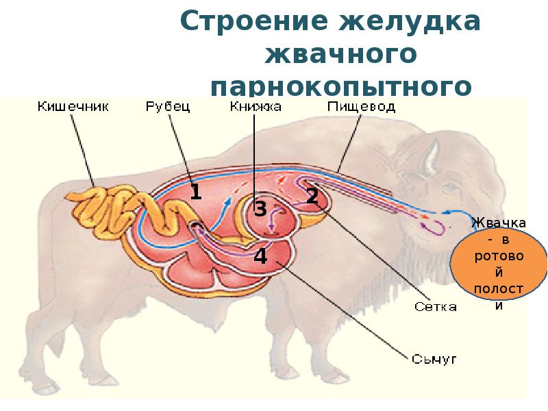 На рисунке сыгуч собственно желудок жвачного животного обозначен цифрой