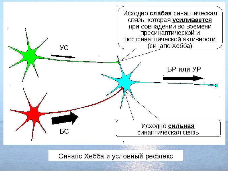 Механизмы памяти физиология презентация