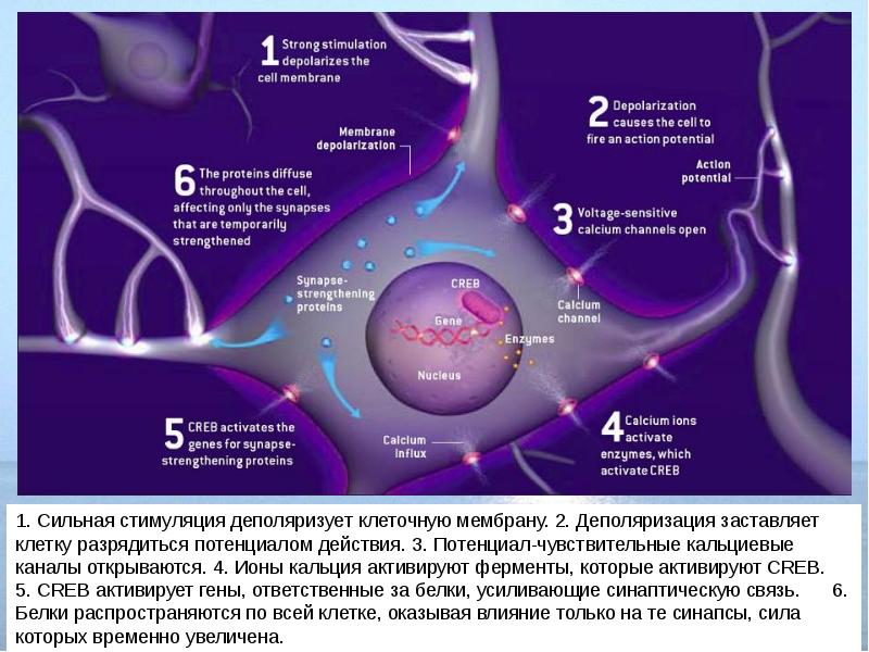 Механизмы памяти физиология презентация